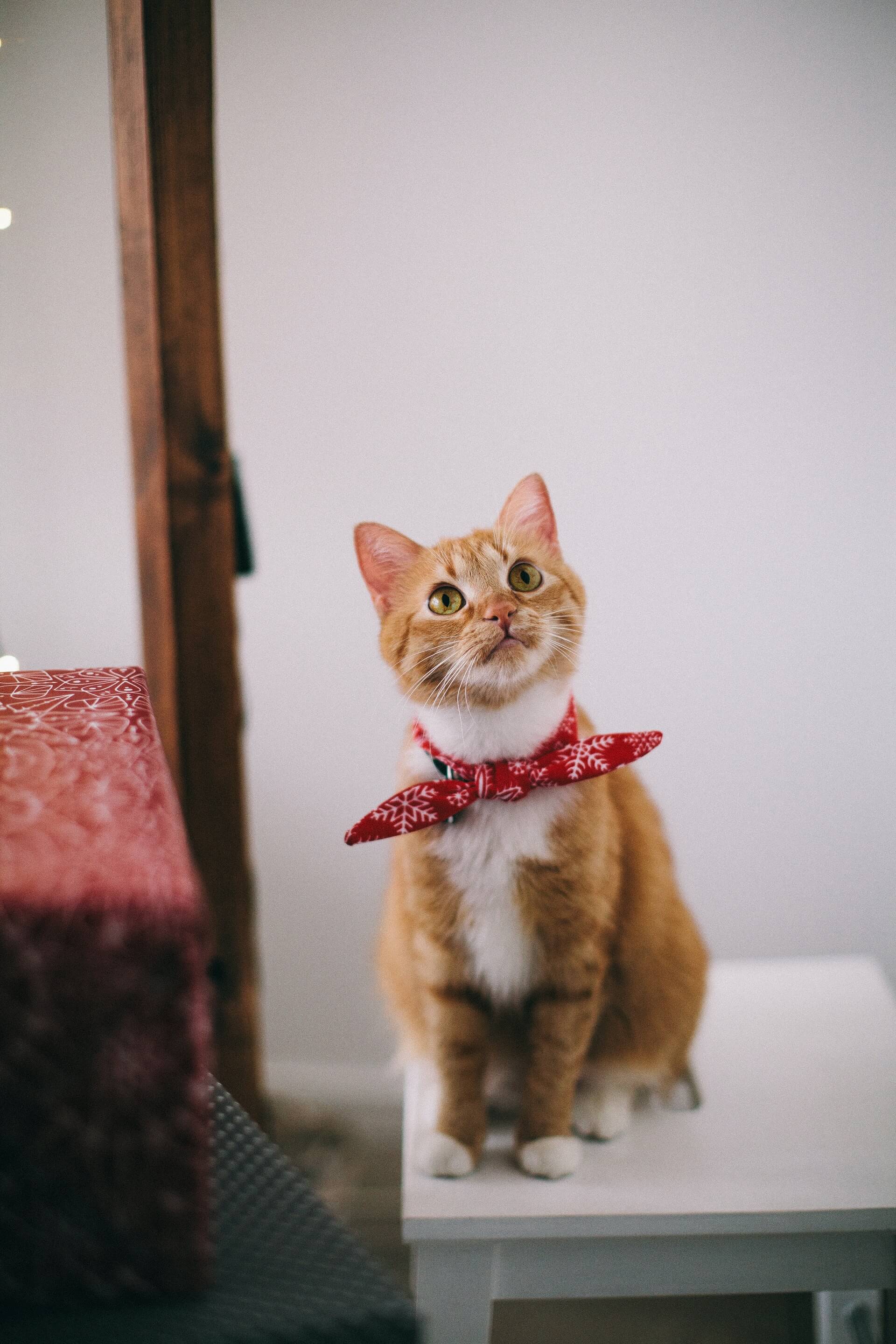 cat